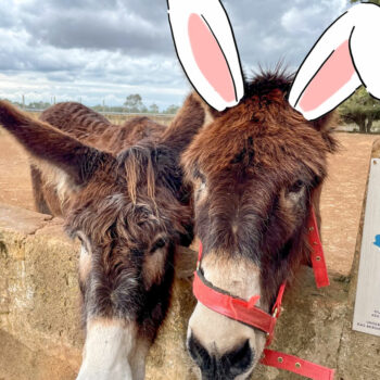 Easter donkeys at Fresopolis Mallorca