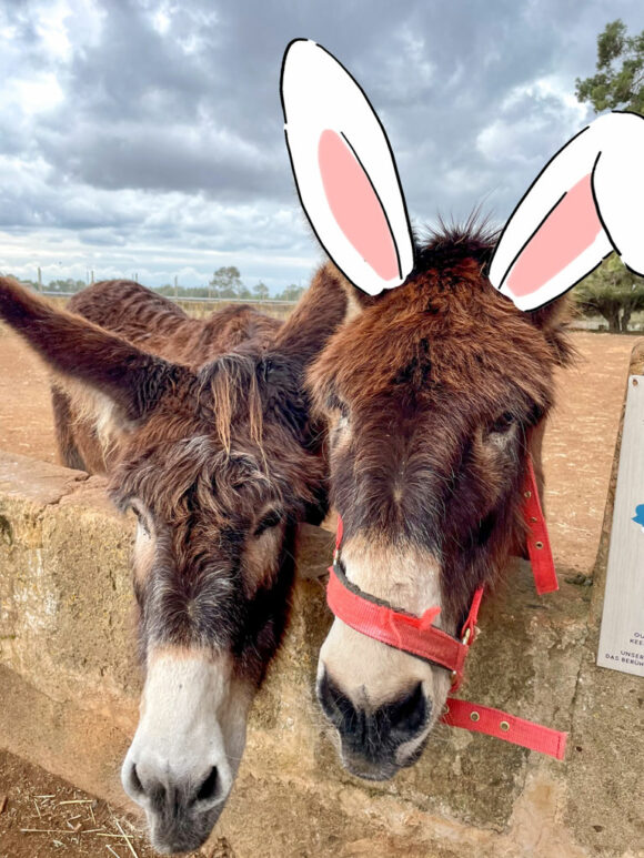 Easter donkeys at Fresopolis Mallorca